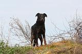 BEAUCERON 327